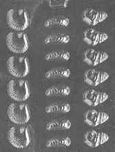 Assorted Seashells Candy Mold