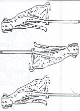 Dalmatian Pop Dog  Candy Mold
